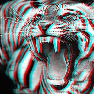 Tigr